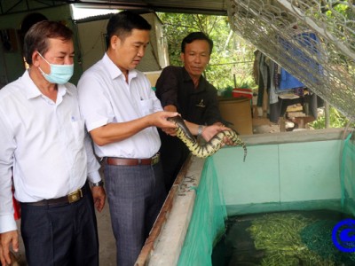 Dân Tiền Giang nuôi rô đồng, cá sặc rằn, rắn ri voi ở vùng kiểm soát lũ sông Tiền nhà nào cũng khá giả