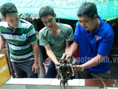 Nuôi dày đặc con nhìn ghê, vốc lên cả một đống, một ông nông dân Sóc Trăng bán đắt như tôm tươi