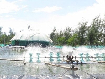 Nuôi tôm nước lợ miền Trung: Tiềm năng lớn, hạn chế nhiều