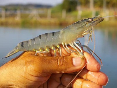 60% ao nuôi một loài thủy sản của nông dân phía Nam Trung Quốc phải bỏ hoang vì dịch bệnh này