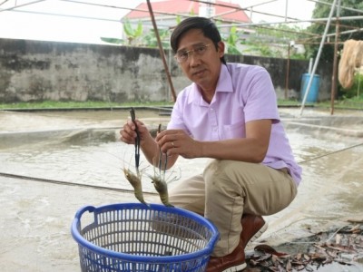 Hải Phòng: Hiệu quả kinh tế bất ngờ khi nuôi tôm càng xanh toàn đực