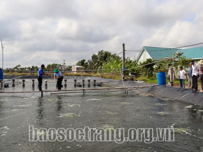 Nuôi tôm công nghệ cao, có 4 ao mà ông nông dân Sóc Trăng lãi 2 tỷ, cả tỉnh mang về 1 tỷ đô la