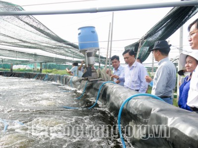 Nuôi tôm công nghệ cao ở Sóc Trăng, năng suất 20 tấn/ha, nông dân lời hàng tỷ đồng