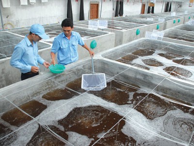 Phòng ngừa dịch bệnh trên con giống