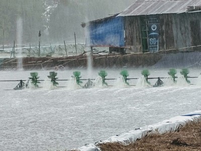 Kỹ thuật nuôi tôm khi thời tiết thất thường, lúc nắng khi mưa