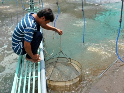 Chưa từng có: Cho tôm ăn bí đỏ, tôm lớn nhanh, thịt chắc, bán đắt hàng