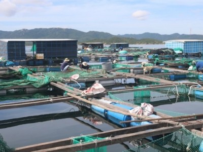 Người dân nuôi trồng thuỷ sản Khánh Hoà không chủ quan trước mùa mưa bão