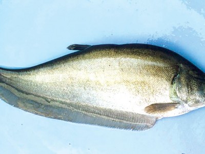 Nuôi cá thát lát thương phẩm trong ao đất