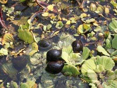 Ra ao thấy hoa súng nở tím, chị nông dân Gia Lai lội xuống mò, bất ngờ bắt được toàn ốc to bự