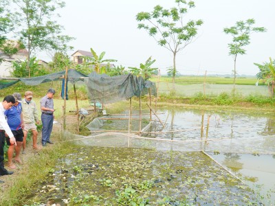 Quảng Trị: Giúp nông dân thả nuôi 70.000 con ốc đặc sản ăn bèo, sau 3 tháng là bán được, đó là loài ốc gì?