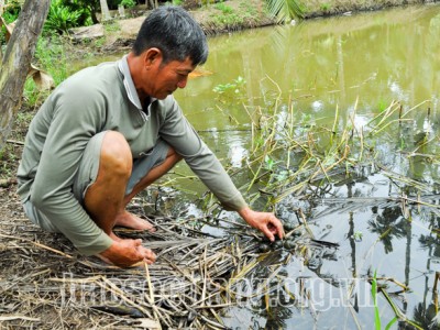 Nuôi ốc gì mà trưa nắng chúng vẫn rủ nhau lên mé bờ 