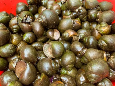 Nuôi con đặc sản dưới mương nước, trồng thêm hoa súng, vườn nhà ở An Giang đẹp, tiền rủng rỉnh