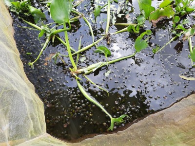 Hậu Giang: Nuôi con đặc sản này dưới vườn cà na, hóa ra bán lại đắt tiền