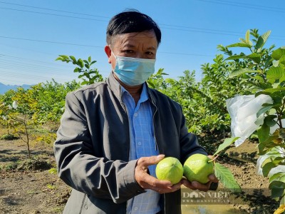 Ninh Bình: Dùng tỏi, ớt, gừng ngâm phun đuổi sâu bọ, nông dân trồng ổi lê Đài Loan thu gần 20 triệu đồng/sào
