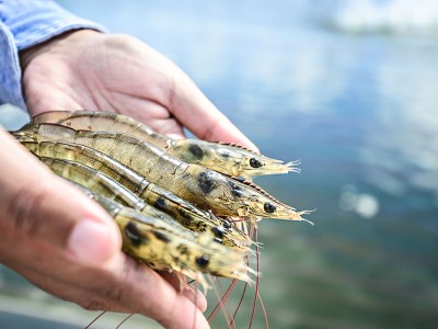 Grobest giới thiệu Giám đốc Kỹ thuật Tập đoàn – nhân tố mới dẫn dắt chiến lược tăng cường dịch vụ kỹ thuật cho khách hàng