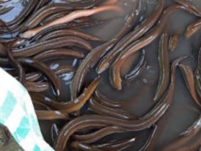 Lưu ý nuôi lươn thâm canh không bùn