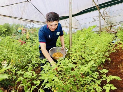 Loại ớt lạ cây như cây cảnh, trái tròn như hòn bi, vàng như mỡ gà, trồng ở Đắk Nông hái trái bán 5 triệu/kg