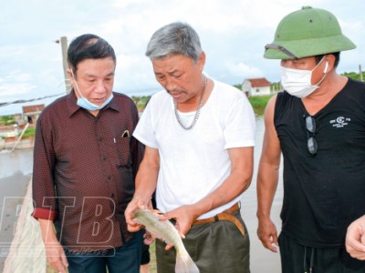 Loài cá hồng Mỹ nuôi trong ao nước mặn, nông dân Thái Bình bắt lên tươi roi rói, ai ăn cũng khen ngon