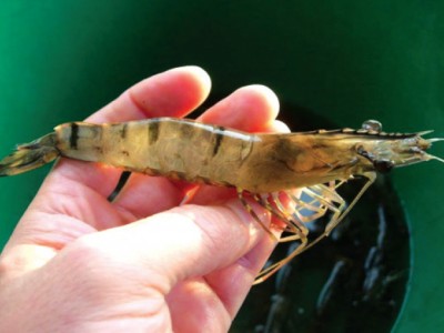 Israel: Phụ gia thức ăn phòng chống dịch bệnh do virus