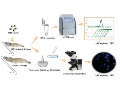 Phương pháp mới có thể chẩn đoán bệnh EHP chính xác hơn