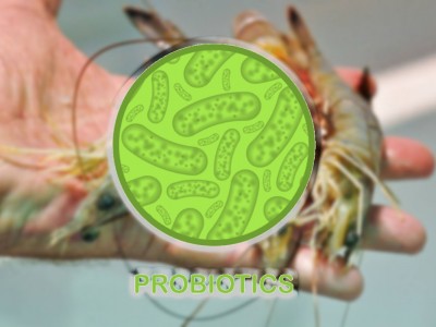 Probiotic trong nuôi tôm