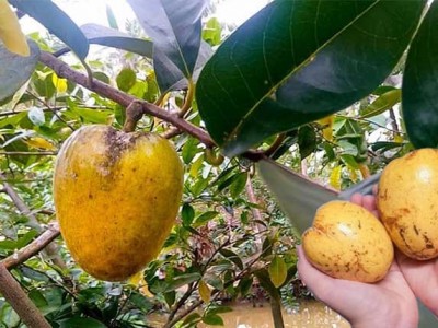 Thứ quả dại này ở miền Tây, xưa dân ăn cho vui miệng, nay hóa đặc sản, ăn bổ dưỡng, thanh nhiệt, kháng khuẩn