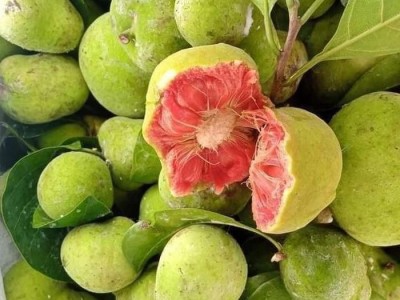 Một loại quả vị chua chua, ruột hồng bắt mắt giá ngang trái cây nhập khẩu ở Hà Nội mà vẫn đắt khách