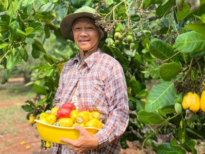 Bình Phước: Năng suất điều chưa như mong đợi sau 3 năm thực hiện Nghị quyết phát triển ngành điều