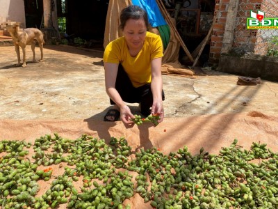 Thứ cây đang hot trồng ra loại hạt bán đắt đỏ này ở Đắk Nông, ngành chức năng đang ra cảnh báo