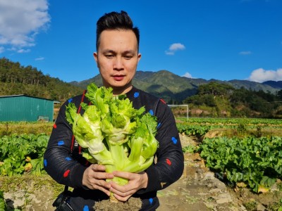 Hóa ra mầm đá là có thật, trai Hà Nội lên Yên Bái trồng thứ rau mầm đá khiến dân tình phát sốt