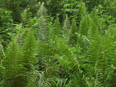 Trồng vườn rau rừng giữa phố, ai ngờ ông nông dân Đắk Lắk bán đắt như tôm tươi