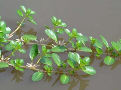 Loại “rau nhà nghèo” không trồng cũng tự mọc sum suê bỗng chốc trở thành đặc sản được săn lùng