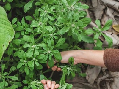 Loại rau quen thuộc ngày trước mọc dại bây giờ thành đặc sản 500.000 đồng/kg