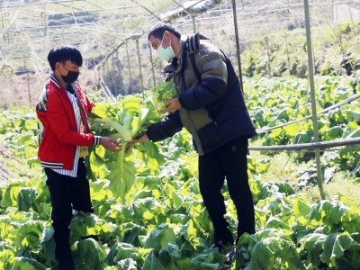 Lào Cai: Khắp nơi cắt bán rau đặc sản “Trạng Quỳnh”, từng đoàn khách dừng lại mua, nhà nông thu bộn tiền