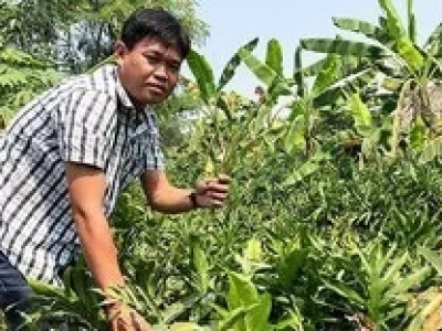 Loài rau dại vạ vật mọc ven sông, anh nông dân TP HCM hái về cấy trong mương, ngờ đâu nên danh đặc sản