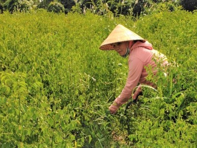 Trồng loại rau nấu canh ăn ngọt lừ, chị phụ nữ Bà Rịa-Vũng Tàu thu cả trăm triệu đồng