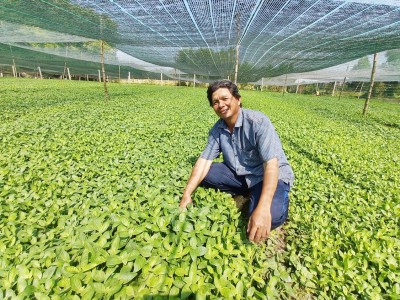 Rau quế vị là rau gì mà ông nông dân Long An trồng khiến ruộng đẹp như phim, cắt bán là có lãi