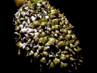 Phòng trừ rệp sáp gây hại trên cây sầu riêng