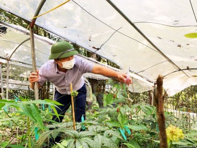 Loại dược liệu quý như vàng của Lai Châu mà ngâm với mật ong trong 6 tháng, công dụng tăng đáng kể