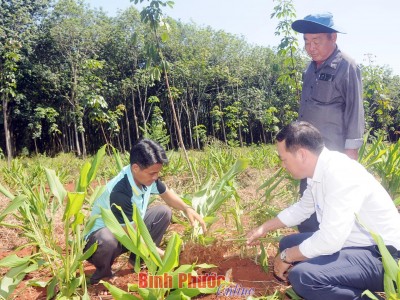 Trồng sâm đại hành, trồng nghệ bọ cạp, bất ngờ nông dân Bình Phước lãi ròng cả trăm triệu/ha