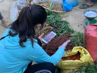 Đây là loại sâm bán như rau dọc đường ở Điện Biên, đem về xào với thịt gì cũng ngon, hết đĩa còn thèm