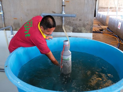 Xử lý hiện tượng dính chân trong ương giống