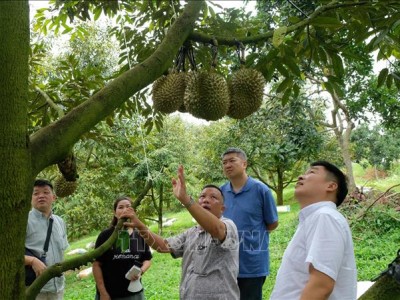 Vùng đất ở Lâm Đồng, nông dân hái 