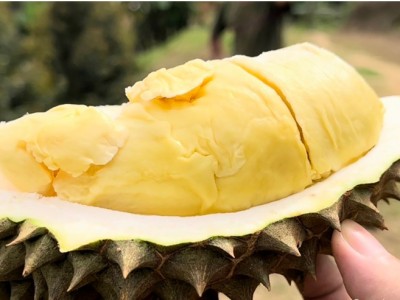 Giá sầu riêng 19/7: Sầu Thái tăng giá mạnh, loại hàng đẹp tăng tới 3-4 giá, dân trồng sầu riêng xôn xao