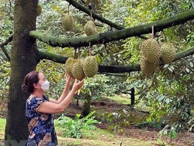 Một giống sầu riêng Việt Nam cho trái ngon đã có bán ở siêu thị lớn của nước Anh