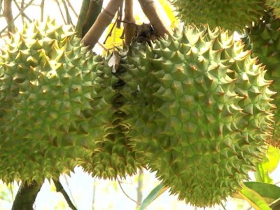 Làm chủ kỹ thuật trồng sầu riêng chín sớm, nhiều chủ vườn “ăn trước phần thiên hạ”