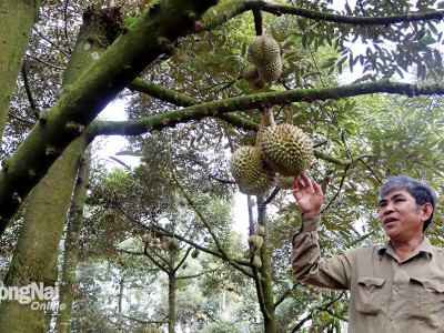 Đây là vườn sầu riêng tiền tỷ, trồng sầu riêng DONA nổi tiếng Đồng Nai, từ lâu đã bán trái ngon sang Mỹ