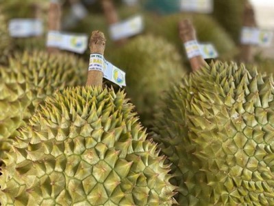 Một xã của Tây Ninh có 1.000ha sầu riêng, 800ha đang cho trái, doanh thu năm nay hơn 640 tỷ