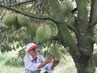 Lãi tiền tỷ khi nông dân Tiền Giang trồng sầu riêng ra trái nghịch vụ, giá tăng cao nhất năm 2022