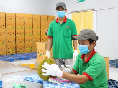 Tỉnh nào trồng sầu riêng nhiều thứ 2 cả nước, sầu riêng của Việt Nam xuất khẩu sang bao nhiêu quốc gia?